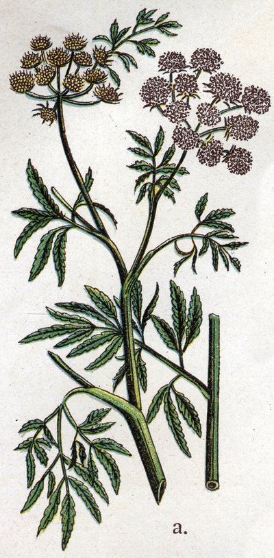 Giftige botanische planten: waterscheerling of aquatische scheerling ook bekend als ijzerscheerling (Cicuta virosa). Gravure in 