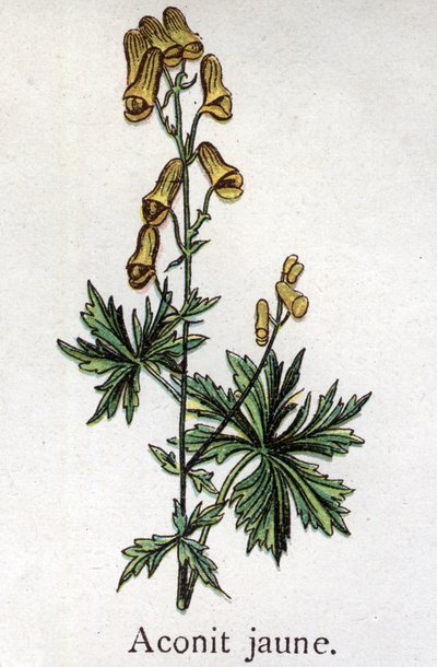 Giftige botanische planten: gele monnikskap. Gravure in 