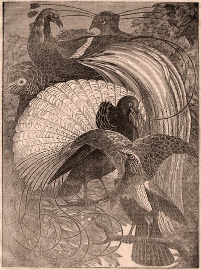 Uitzicht op een groep van vijf tropische vogels genaamd paradijsvogels, levend in Nieuw-Guinea door Unknown