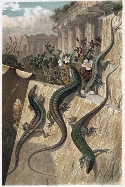 Muurhagedis - De gewone muurhagedis (Podarcis muralis) - gravure uit 