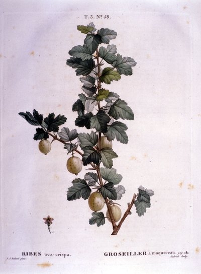 Witte aalbes of makreel: 19e-eeuwse botanische plaat door Unknown artist
