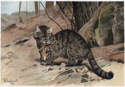 Wilde kat - De wilde kat (Felis silvestris) - gravure uit 