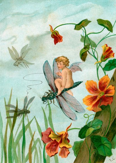 Gevleugelde fee die op een libel rijdt bij Oost-Indische kers bloemen door Unknown artist