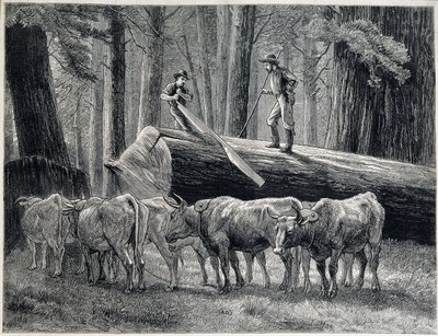 Houthakkers in een sequoia bos in Californië - gravure door Unknown artist