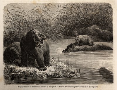 Zambese nijlpaard: vrouwtje en haar jong verfrissen zich in de rivier. Gravure ter illustratie van Dr. Livingstone