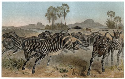 Zebra - Afrikaanse paardachtigen (paardenfamilie) - gravure uit 