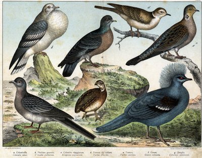 a: Columbian duif (Columba oenas), b: Mongoolse duif (Columba gutturosa), c: Treurduif (Etopistes migratoria), d: Turkse duif (Turtur risorius), e: Houtduif (Turtur auritus), f: Goura (Goura coronata), g: Tarwekwartel (Coturnix communis) - in door Unknown artist