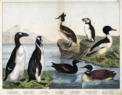 a: Grote zaagbek (Mergus merganser), b: Fuut (Podiceps cristatus), c: IJsduiker (Gavia immer), d: Zwarte zeekoet (Cepphus grylle), Grote alk (Pinguinus impennis), f: Papegaaiduiker (Fratercula arctica), g: Keizerspinguïn (Aptenodytes forsteri) door Unknown artist