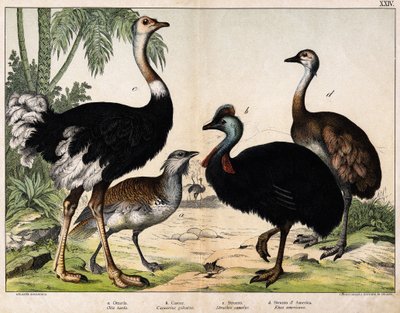 a: Grote trap (Otis tarda), b: Kasuaris (Casarius galeatus), c: Afrikaanse struisvogel (Struthio camelus), d: Nandon (Rhea Americana) -In 