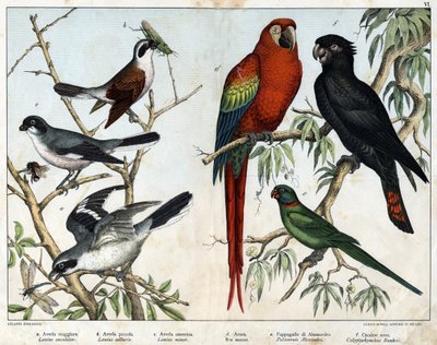 a: Grijze klauwier (Lanius excubitor), b: Noordelijke klauwier (Lanius collurio), c: Roze-borstige klauwier (Lanius linor), d: Rode ara (Ara macao), e: Alexandrijnse papegaai (Palaeornis Alexandria), f: Banksian Cacatoes (Calyptorynchus banksii) - in 