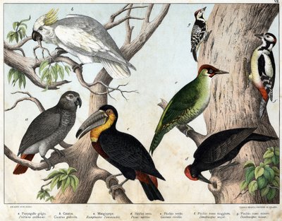 a: Grijze papegaai (Psittacus erithacus), b: Kaketoe (Cacatua galerita), c: Toekan (Ramphastos temminckii), d: Zwarte specht (Picus Martius), e: Groene specht (Gecinus veridis), f: Grote bonte specht (Dendrocopus minor) - 