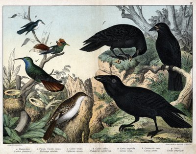 a: Boomkruiper (Certhia familiaris), b: Kleine vliegenvanger (Mellisuga minima), c: Versierde kolibrie (Lophornis ornata), d: Saffierkolibrie (Hylocharis sapphirina), e: Keizerlijke raaf (Corvus corax), f: Zwarte kraai (Corvus corone), g: Raaf (Corvus frug door Unknown artist