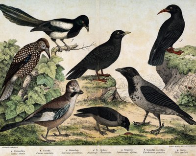 a: Bonte kraai (Corvus cornix), b: Kauw (Corvus monedula), c: Gaai (Garrulus glandarius), d: Notenkraker (Nucifraga caryocatactes), e: Geelsnavelchocad (Pyrrohocorax alpinus), f: Roodsnavelchocad (Pyrrhocorax pyrrhocorax) - in 