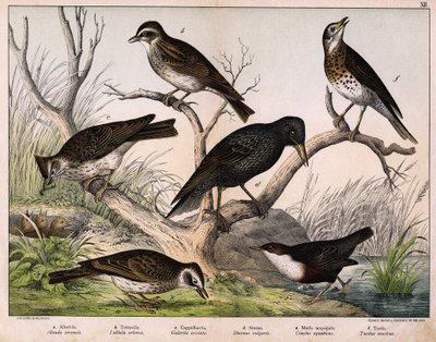 a: Noordelijke leeuwerik (Alauda arvensis), b: Boomleeuwerik (Lullula arborea), c: Kuifleeuwerik (Galerita cristata), d: Spreeuw (Sturnus vulgaris), e: Waterspreeuw (Cinclus aquaticus), f: Lijster (Turdus musicus) - in 