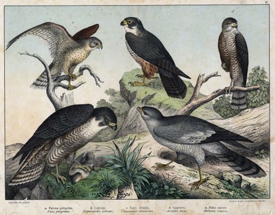 a: Slechtvalk (Falco peregrinus), b: Boomvalk (Hypotriorchis subbuteo), c: Torenvalk (Tunnunculus alaudarius), d: Europese Havik (Accipiter nisus), e: Zingende rond (Melierax musicus) - in 
