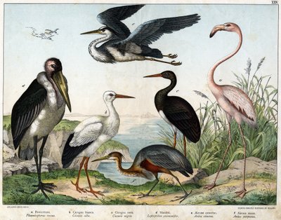 a: Flamingo (Phoenicopterus roseus), b: Witte ooievaar (Ciconia alba), c: Zwarte ooievaar (Ciconia nigra), d: Maraboe (Leptoptilus crumenifer), e: Witte reiger (Ardea cinerea), f: Rode reiger (Ardea purpurea) - in 