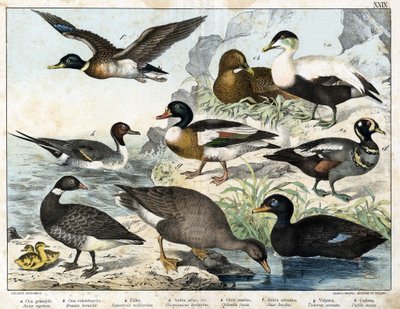 a: Zaadgans (Asner segetum), b: Rotgans (Branta bernicla), c: Eidereend (Somateria mollissima), d: Harlekijneend (Histrionicus torquatus), e: Zwarte eend (Oidemia fusca), f: Wilde eend (Anas boschas), g: Belon