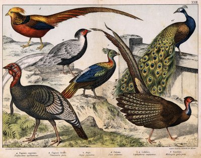 a: Zilverfazant (Euplocamus nycthemerus), b: Goudfazant (Thaumalea picta), c: Majestueuze fazant (Argus giganteus), d: Blauwe pauw (Pavo cristatus), e: Lophophorus impeyanus, f: Kalkoen (Meleagris gallo-pavo), in 