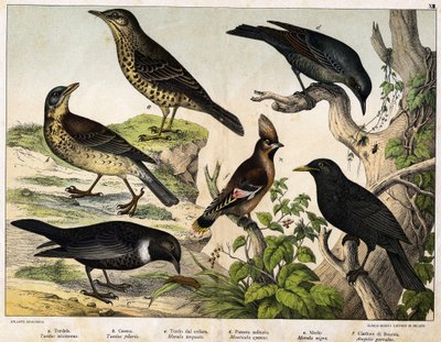 a: Lijster (Turdus viscivorus), b: Lijster (Turdus pilaris), c: Merel (Merula torquata), d: Blauwe Merel (Monticola cyanus), e: Merel (Merula nigra), f: Boheemse pestvogel (Ampelis garulus) - in 