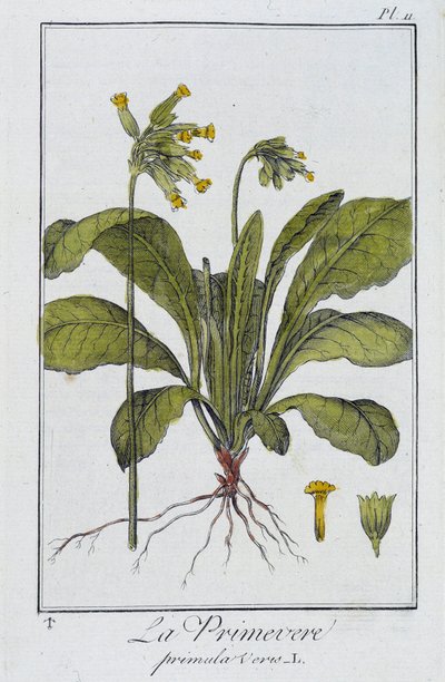 De sleutelbloem (Primula veris) - in "Exercises de botanique à l
