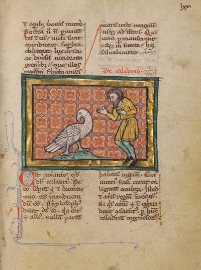 Een Caladriusvogel door Unknown artist