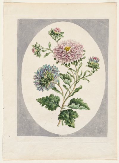 Een verzameling bloemen getekend naar de natuur: Grote dubbele Chinese aster door Unknown artist