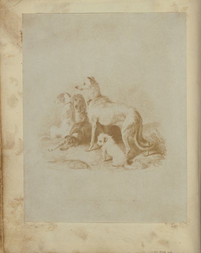 [Een groep van vijf honden]. door Unknown artist