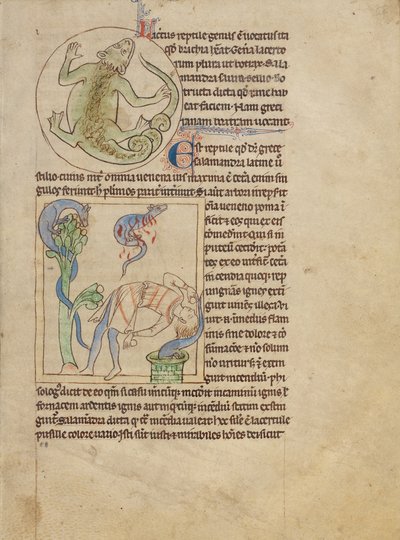 Een hagedis; Salamanders door Unknown artist