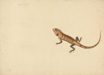 Een Hagedis met Schetsen van een Schorpioen en een Spin door Unknown artist