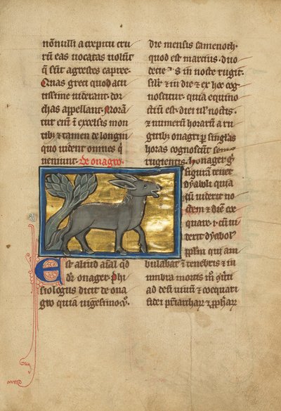 A Wild Donkey door Unknown artist