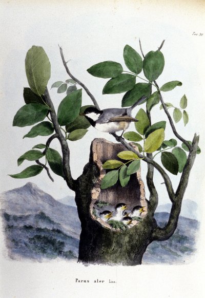 Een plaat die een gewone vogel (of mus) bij zijn nest voorstelt. door Unknown artist