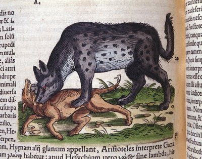Een hyena die een hond aanvalt uit Konrad Gesner