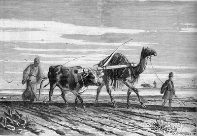 Landbouw in Egypte: een ploeg getrokken door een koe en een kameel. Gravure in "Le Monde Illustré" nr. 1316 van 17 juni 1882. door Unknown artist