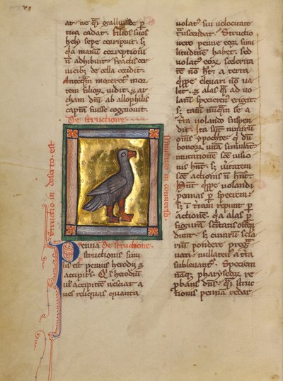 Naar struisvogel door Unknown artist