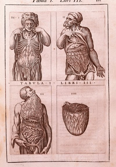 Anatomische plaat die de afmetingen, spieren van de buik, darmen en maag toont. Gravure in "Anatomia Corporis Humani" door Juan Valverde De Amusco door Unknown artist