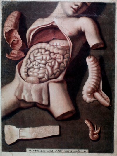 Anatomisch bord dat de binnenkant van de buik van een mens weergeeft: darmen, maag. 1742. Privécollectie door Unknown artist