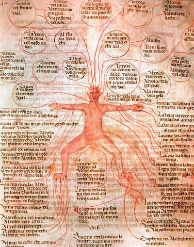 Anatomische kaart die de bloedsomloop illustreert Miniatuur uit het manuscript “De surgia” 13e eeuw Venetië Biblioteca Marciana door Unknown artist