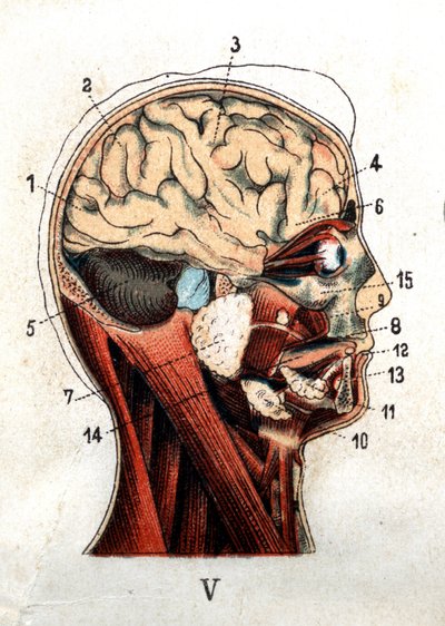 Anatomie: dwarsdoorsnede van de menselijke schedel, doorsnede van de hersenen en het gezicht. De plaat toont de klieren op het niveau van de schedel, de lobben en het cerebellum. 