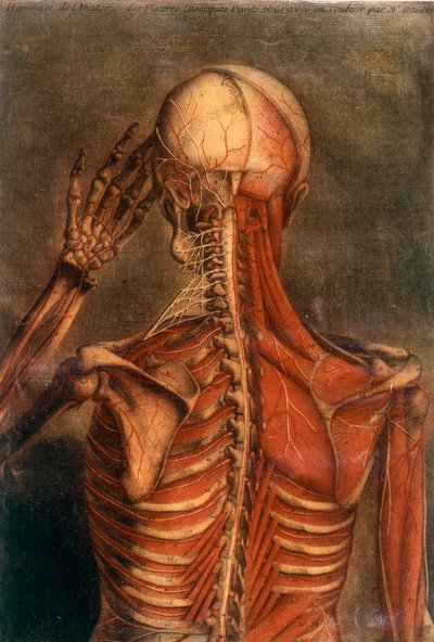 Anatomie van het menselijk lichaam: schors gezien van de achterkant. door Unknown artist