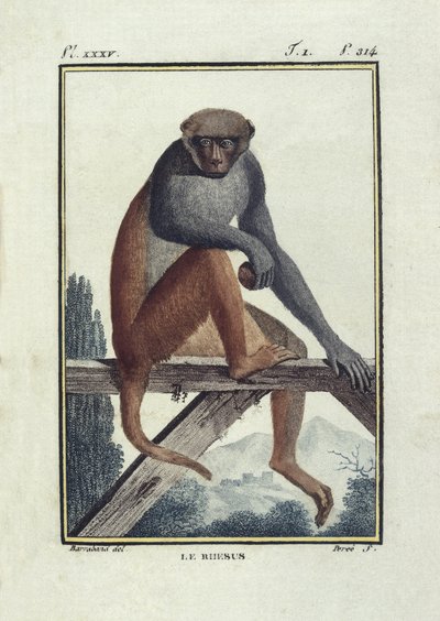 Rhesusapen (rhesus). Illustratie van de 