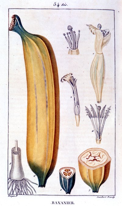 Bananenboom - gravure uit de 19e eeuw. door Unknown artist
