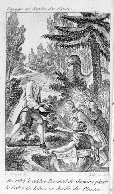 Bernard de Jussieu, Franse botanicus (1699-1777) plant een ceder uit Libanon in de plantentuin van Parijs door Unknown artist
