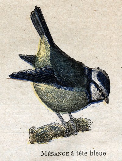 Vogels nuttig voor de landbouw: Blauwkopmees door Unknown artist