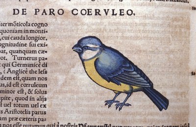 Blauwe Passereau in Historia Animalium door Conrad Gesner (1516 - 1565), Tiguri door Unknown artist
