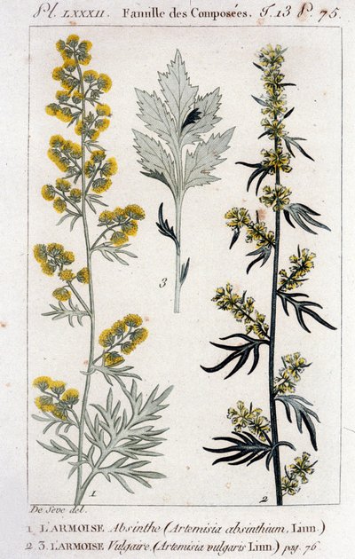 Botanische plaat: Alsem (Artemisia Absinthium) en Bijvoet (Artemisia Vulgaris). Gravure uit de 18e eeuw door Unknown artist
