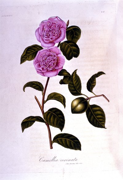 Botanisch bord: Camelia. Gravure uit de 19e eeuw door Unknown artist