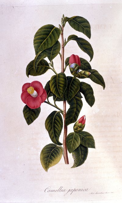 Botanische plaat: Camelia uit Japan. Gravure uit de 19e eeuw door Unknown artist