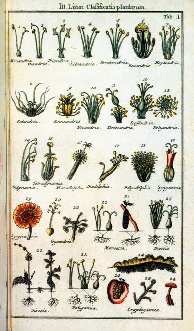 Botanische plaat: Classificatie van planten door Carl von Linne door Unknown artist
