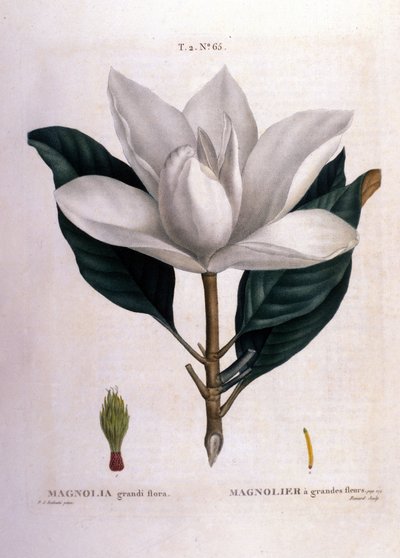 Botanische plaat: Magnolia. door Unknown artist