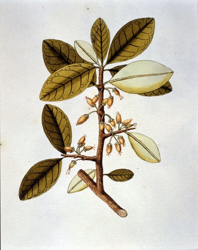 Botanische plaat die de cocaplant (Erytroxilum Havanense) afbeeldt uit het herbarium van Nicolas Joseph Jacquin 